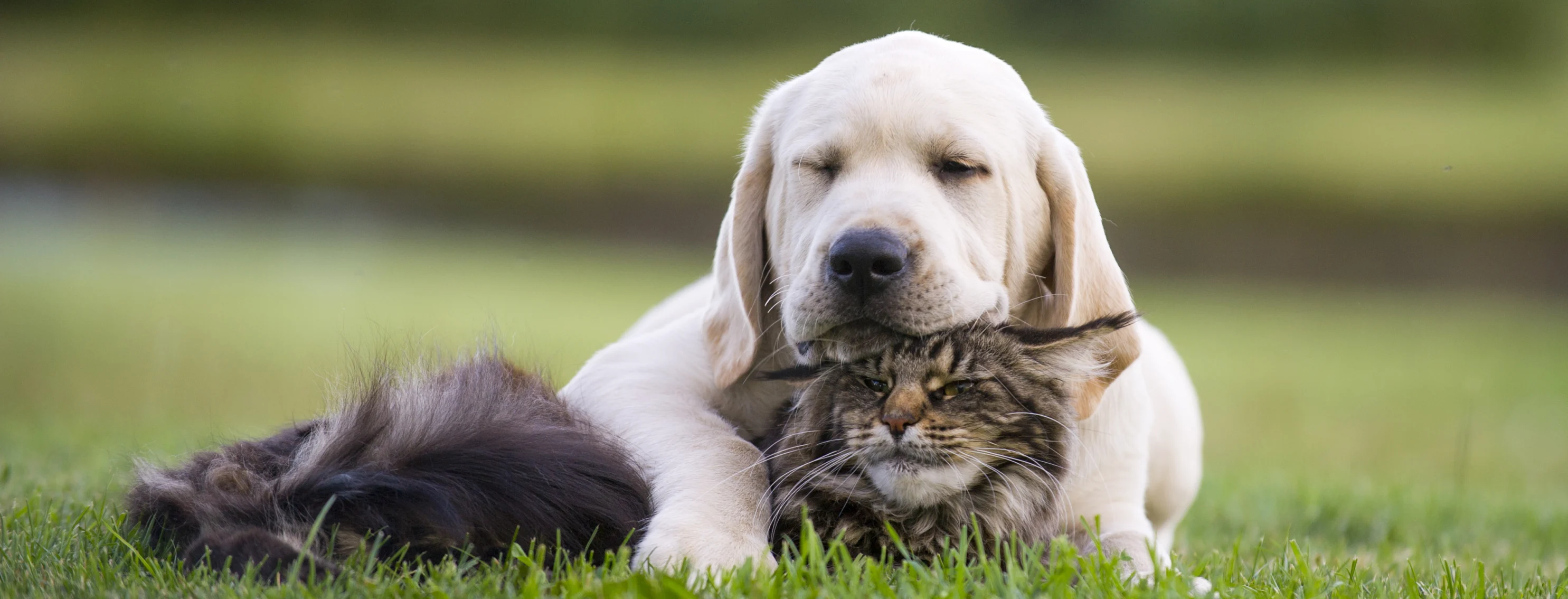dog and cat sleeping in a grassy field 